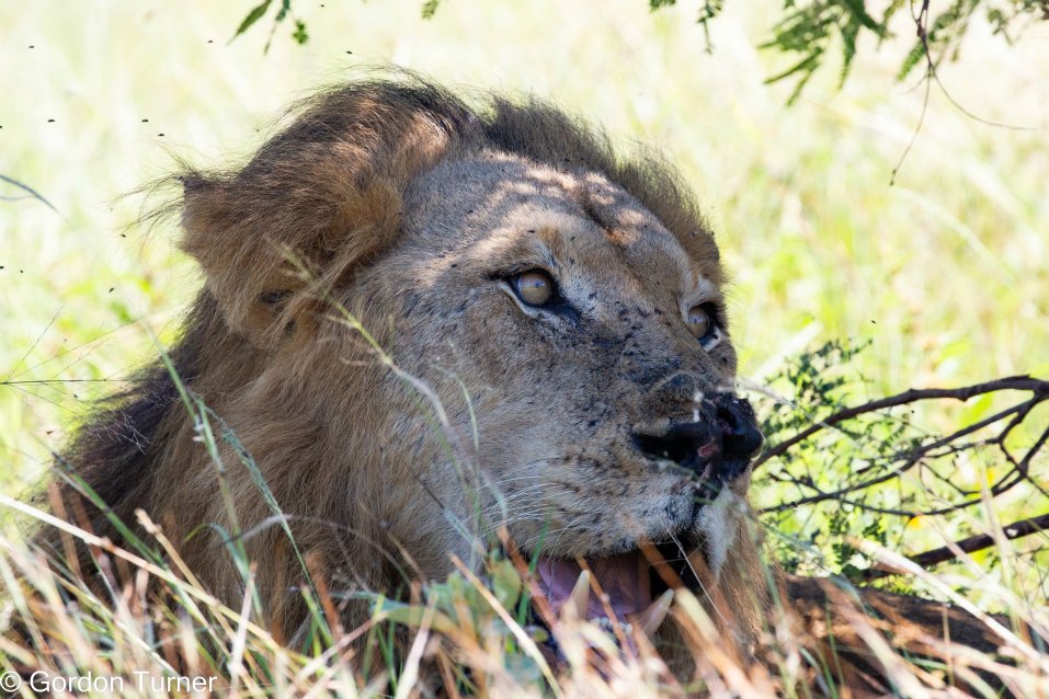 <h2>The Best of South Africa Escorted 2023</h2> 14 Nights | 6 Rounds | March 11 - 25